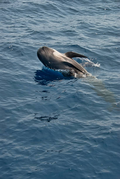 istock Powerful pilot whale mid-jump in the marine world 1921635258