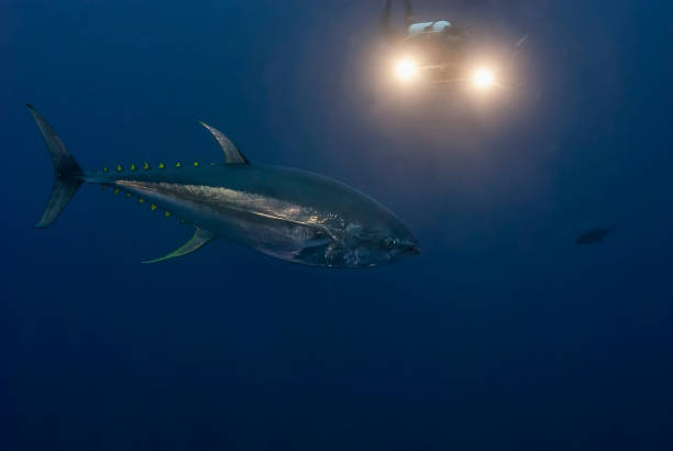 encuentro con el velocista oceánico: el majestuoso aleta amarilla - tuna sea underwater fish fotografías e imágenes de stock