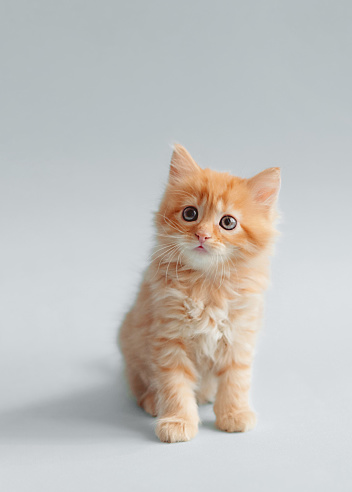 cute red kitten on a grey background. funny photo of kittens