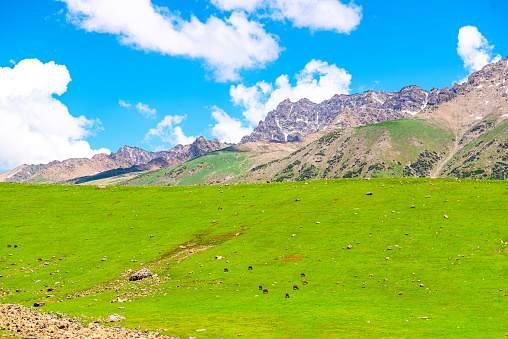 Landscape in the Himalayas Panoramic view from the top of Sonmarg, Nepal's Kashmir valley in the Himalayan region. Grasslands, wildflowers and mountain snow. hiking concept Nature camping, India