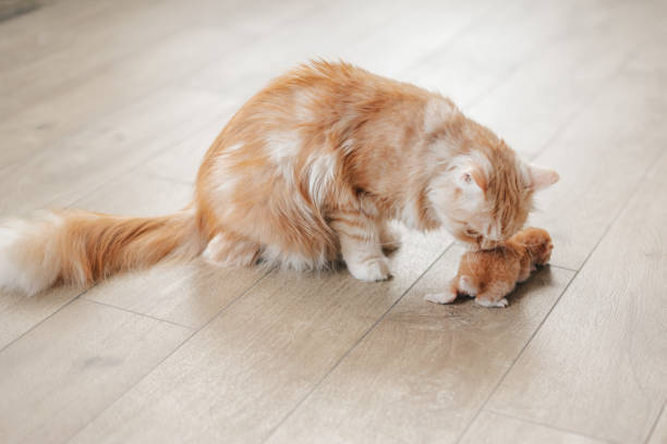 istock red cat with kittens at home 1921651268