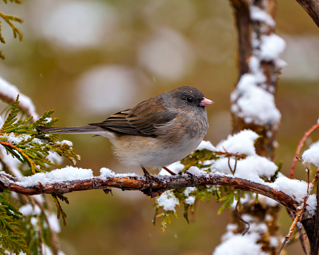 Small sparrow bird perching on snow covered branch with snow background.