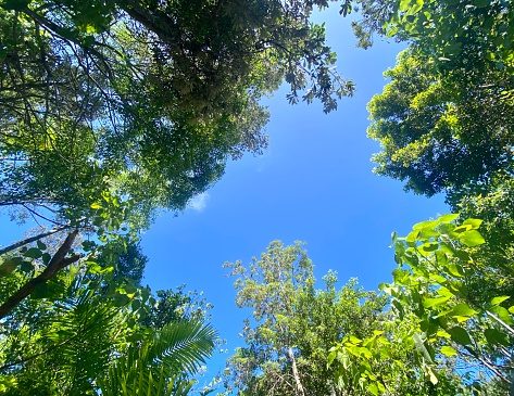 Horizontal landscape looking up to blue summer sky framed with green tropical tree tops on sand path walk to beach near Byron Bay NSW Australia