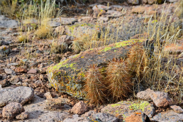 engelmann's hedgehog cactus (echinocereus engelmannii), arizona cacti - cactus hedgehog cactus close up macro стоковые фото и изображения