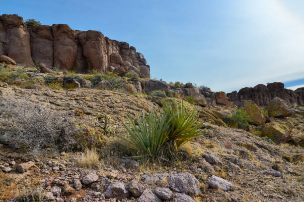 istock Yucca and Cacti in a mountain valley, Teddy bear cholla (Cylindropuntia bigelovii), Arizona 1921671793