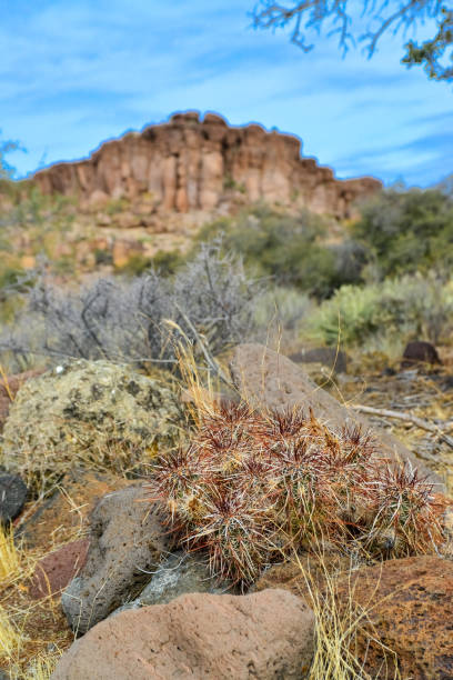engelmann's hedgehog cactus (echinocereus engelmannii), arizona cacti - arizona prickly pear cactus hedgehog cactus cactus photos et images de collection