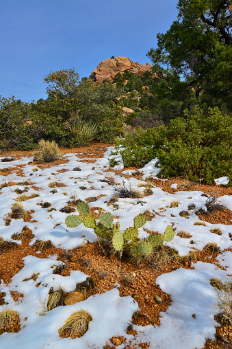 Cacti Opuntia sp. in the snow, cold winter in nature, desert plants survive frost in the snow, Arizona