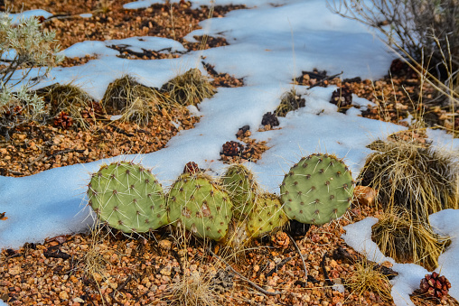 Cacti Opuntia sp. in the snow, cold winter in nature, desert plants survive frost in the snow, Arizona