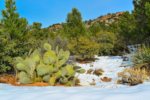 Cacti Opuntia sp. in the snow, cold winter in nature, desert plants survive frost in the snow, Arizona