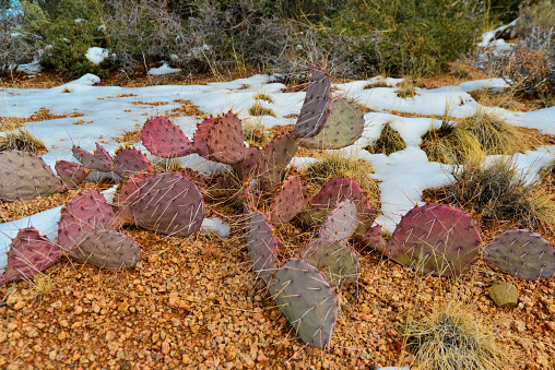 Cacti Opuntia sp. in the snow, cold winter in nature, desert plants survive frost in the snow, Arizona