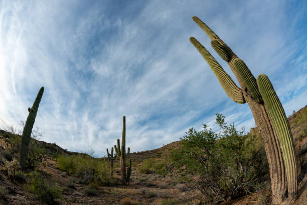 landscape of a stone desert, photo of a cactus with a fish eye lens, giant cactus saguaro cactus (carnegiea gigantea), arizona - lens barrel - fotografias e filmes do acervo