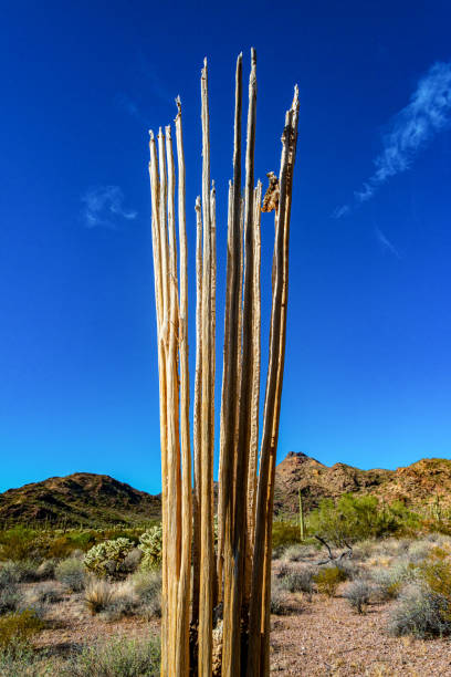 arizona, dead cactus wood giant saguaros (carnegiea gigantea). organ pipe cactus national monument, usa - saguaro national monument - fotografias e filmes do acervo