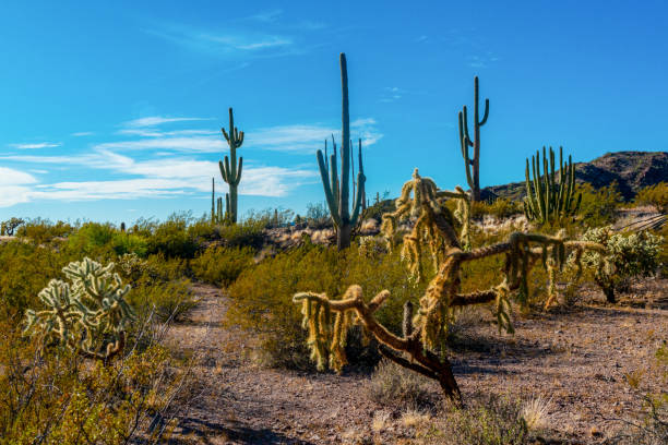 desert landscape with cacti, in the foreground fruits with cactus seeds, cylindropuntia sp. in a organ pipe cactus national monument, arizona - saguaro national monument - fotografias e filmes do acervo