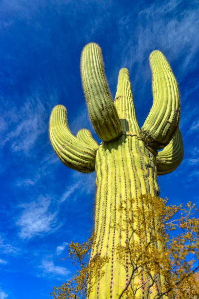 istock Giant cactus Saguaro cactus (Carnegiea gigantea), Arizona USA 1921681656