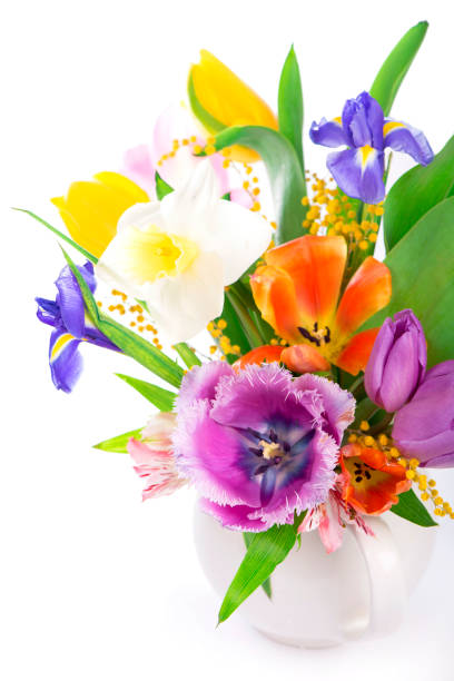 istock spring flowers, daffodils, tulips, hyacinths, irises and mimosa isolated on a white background 1921691883