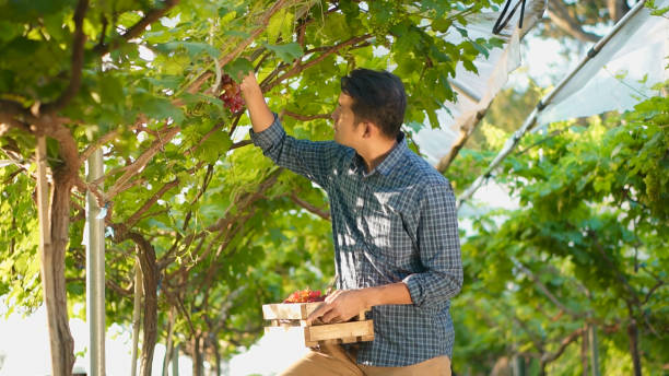 A man with freshly harvested red grapes grape harvest.