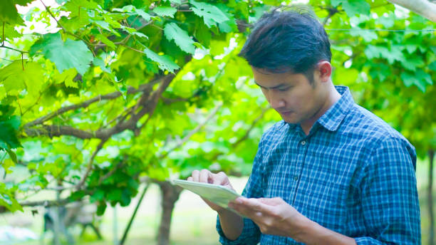 istock Asia man with tablet checking ripe grapes in vineyard in summer time. 1921705995