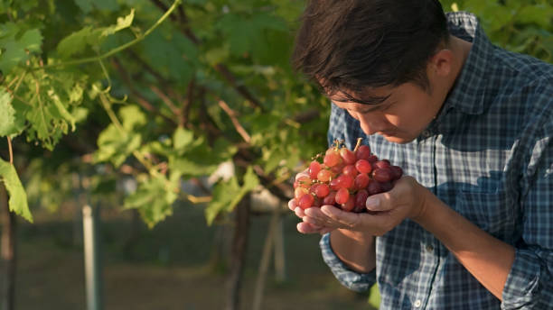 istock A man with freshly harvested red grapes grape harvest. 1921706519