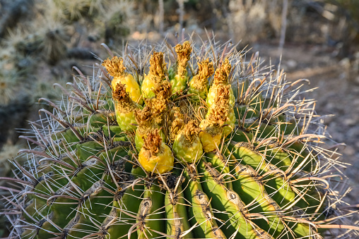 Yellow fruits with seeds on top of a large cactus Ferocactus. Arizona, USA