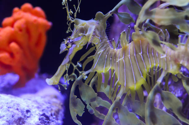 istock Leafy Seadragon (Phycodurus eques)  swims in a saltwater aquarium 1921709251