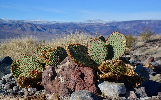 Cacti in the stone desert in the foothills, Golden prickly pear (Opuntia aurea, O. basilaris var. aurea), California