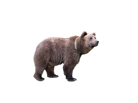 brown bear filmed in a zoo in their natural habitat isolated on white background