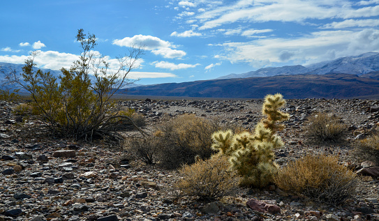 Desert landscape, Teddy bear cholla (Cylindropuntia bigelovii), Cholla Cactus Garden. California