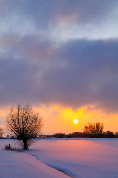 Snowy winter landscape with a willow tree in the Scheerenwelle nature reserve in IJsseldelta close to the river IJssel in The Netherlands.