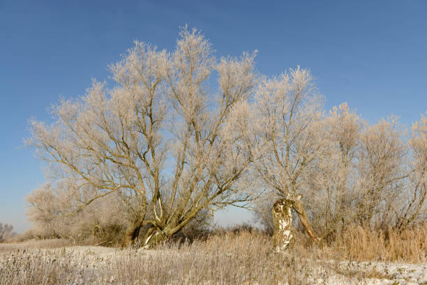 Icy, snowy landscape on the bank of the Samara River in eastern Ukraine.
