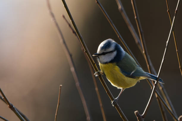 istock Blue tit between branches in the garden. 1921713592