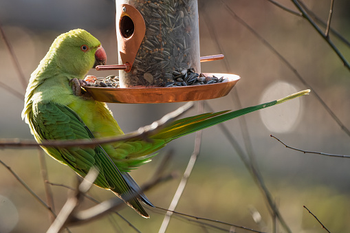 Climbing Ring-necked parakeet at a feeding place in the garden in winter.