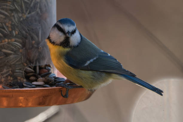 istock Blue tit at a feeding place in the garden. 1921713812