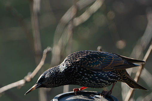 Starling at a feeding place in the garden in winter.