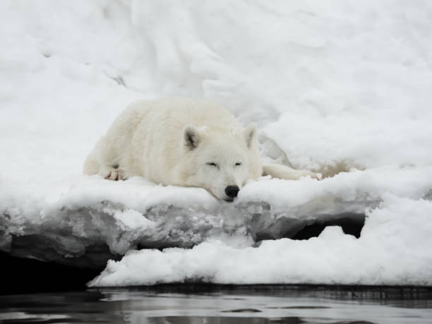 istock white arctic wolf lies near the river in winter 1921744383