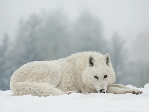 white polar wolf lies on the background of the forest