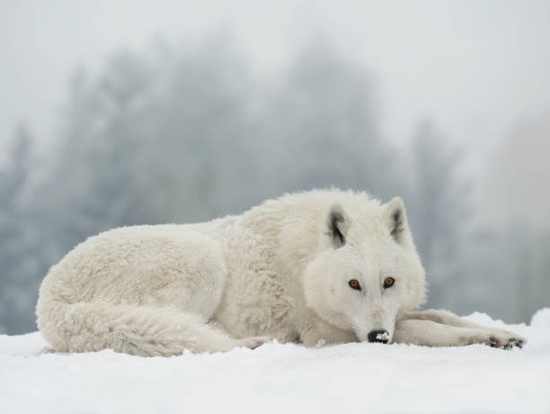 biały wilk polarny leży na tle lasu - czworonogi zdjęcia i obrazy z banku zdjęć