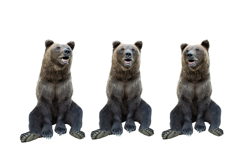 three brown bear filmed in a zoo in their natural habitat isolated on white background