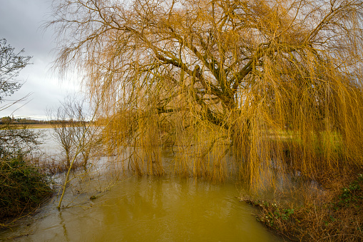 A golden willow tree sits in a swollen and muddy river on an overcast winters day.