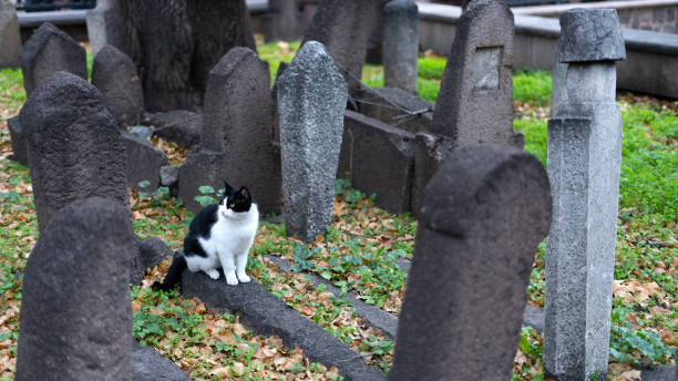 domestic cat in cemetery