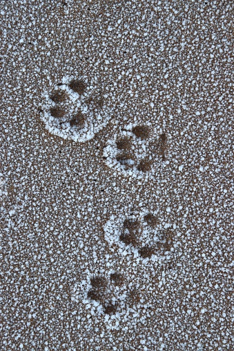 Paw prints in frosty sand