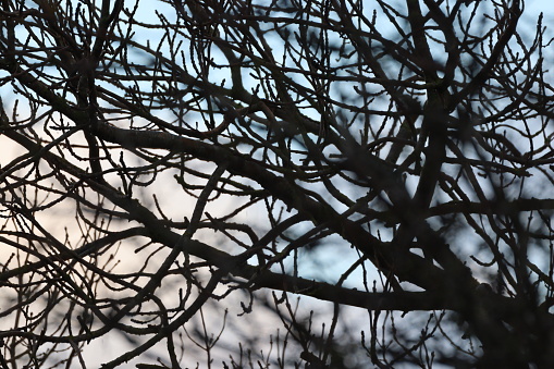 Close up of bare branches