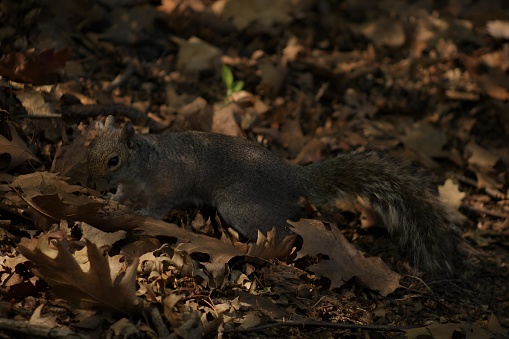 A closeup of a squirrel foraging through the autumn leaves on the forest floor