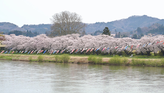 Row of the Cherry blossom near river in Kitakami Tenshochi park, Iwate of Japan.