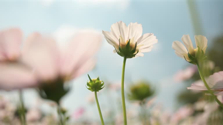 Beauty of Cosmos Sulfur sulphureus in sunlight.