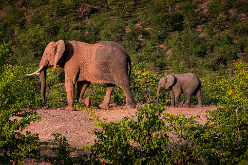 Elephant and her calf in the Tuli Block of Botswana