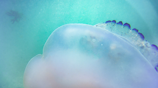 Close-up jellyfish swimming on the bottom of the ocean, transparent and delicate