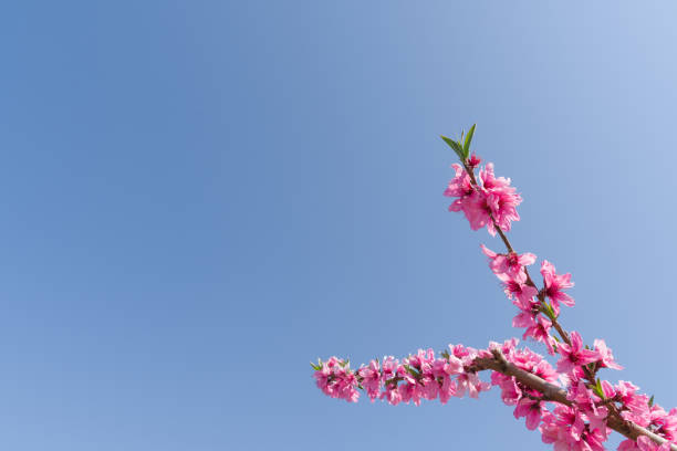 Close-up of peach blossoms in full bloom. (Sanage Toyota City Aichi Prefecture)