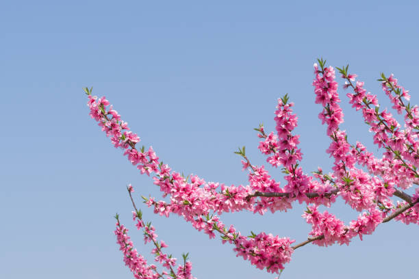 Close-up of peach blossoms in full bloom (Sanage Toyota City Aichi Prefecture)