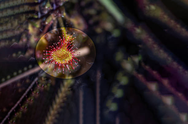 Carnivorous Drosera rotundifolia with glandular extensions with which it traps insects