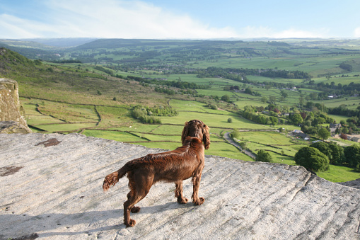 A brown working cocker spaniel stood on top of Cubar Edge, part of the White Peak  in the Peak District National Park, Derbyshire.